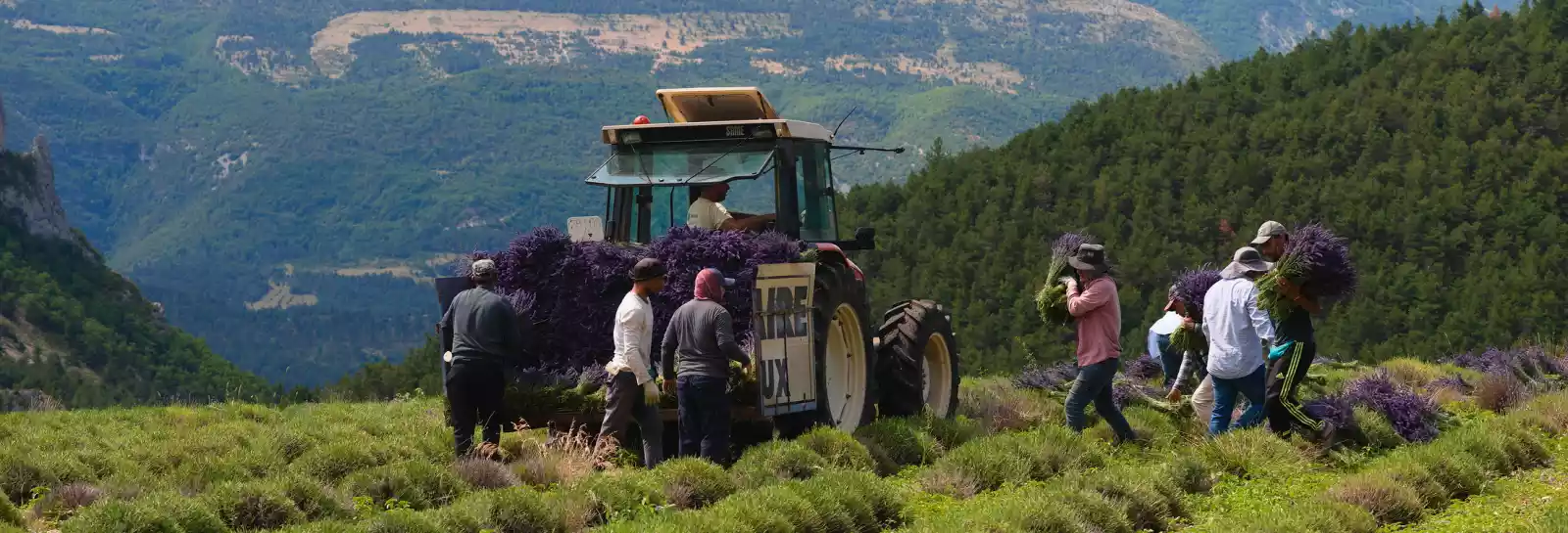 Récolte de bouquets de lavande dans la vallée de la Méouge