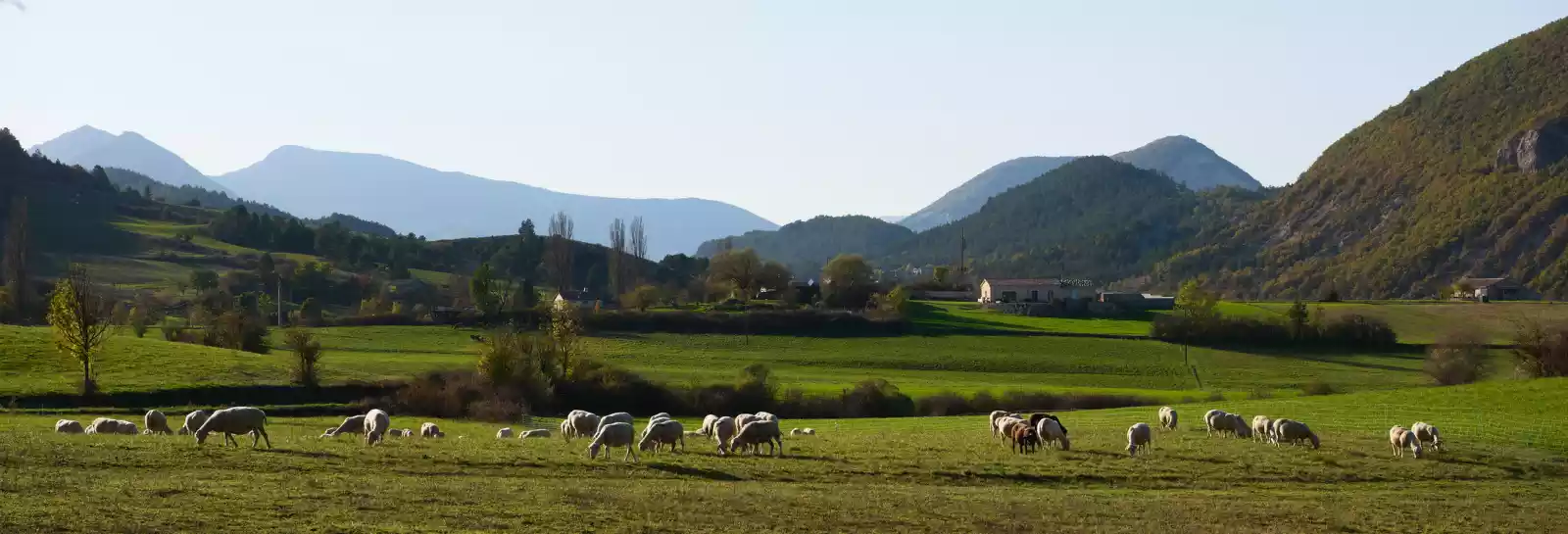 Troupeau de brebis au pré à Lachau