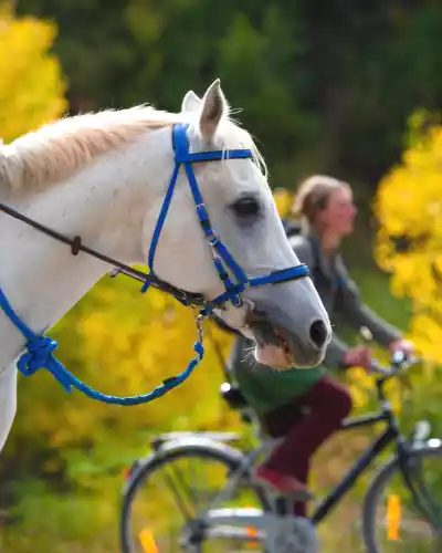 Tous les moyens de locomotion sauf les moteurs!